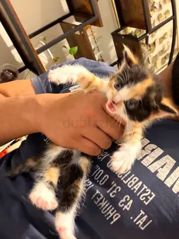 Kittens for adoption