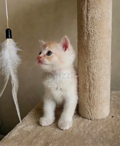 Adorable Cream shorthaired Kitten Ready at 2 Months / قط صغير مشمشي جاهز شهرين