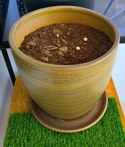 plant pot