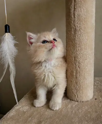 Fluffy Cream British Longhair Persian Female Kitten 2 month قطة صغيرة بريتش/ شيرازي انثى جاهزة  شهري