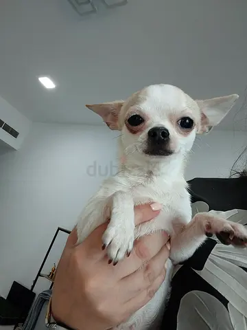 Pure chihuahua girl