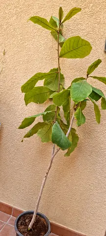 Almond Tree