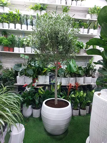 Indoor and outdoor plants