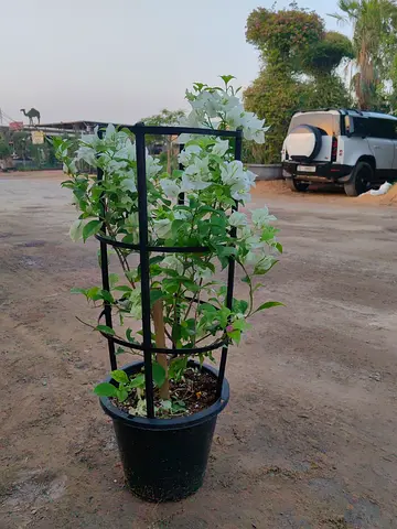 bougainvillea 1meter Height