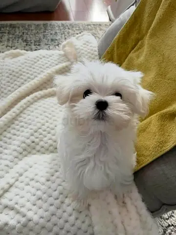 Maltese