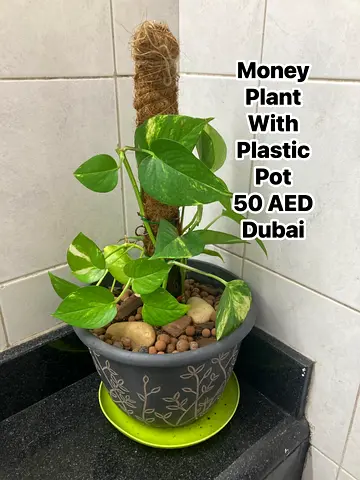 Plant