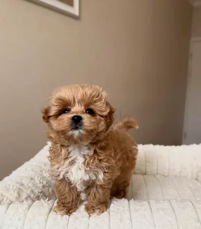 Tiny apricot Cavapoo puppy — 10 weeks, healthy and playful