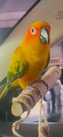 Lost pet & found