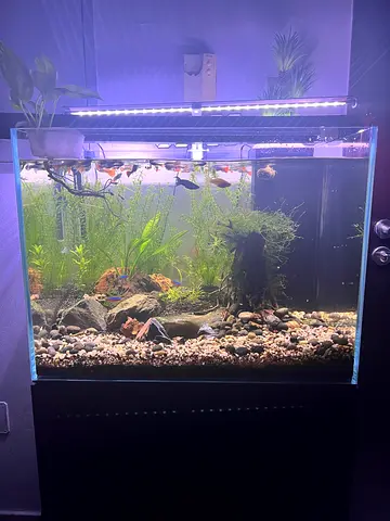 Planted freshwater aquarium with fish and stand - 60cm and Zetlight Lancia2 WiFi operated light