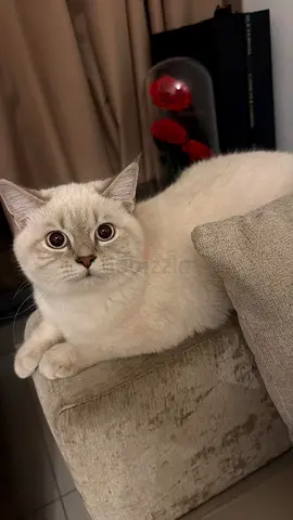 Free: Four super cute cats available for pick up today. Clean, vaccinated and friendly.