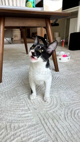 Sweet black & white kitten