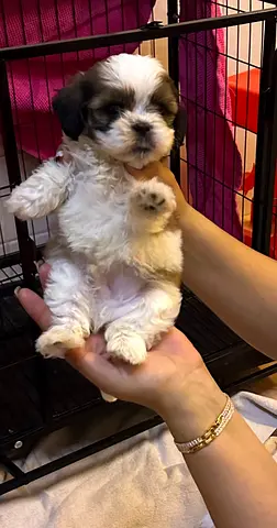 Shitzu tricolor puppy
