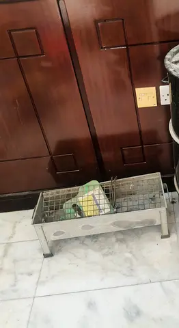 ابوظبي شارع المرور