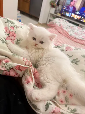 Fluffy white Persian kitten, 3 months fully vaccinated - gentle and playful