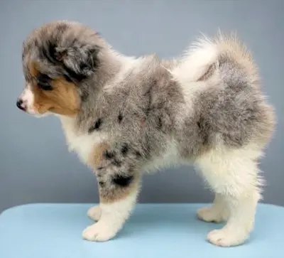 Puppy, two-month-old female