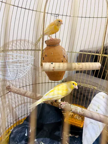 Canary birds pair with perfect health for free with cage
