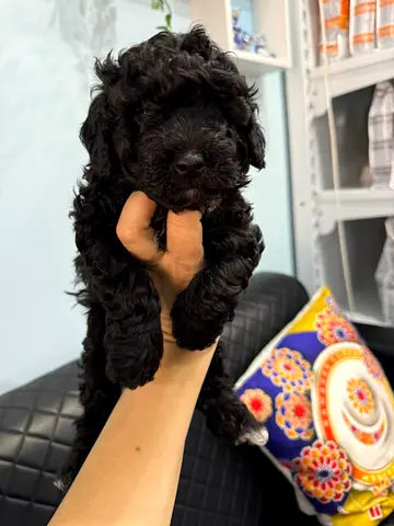 7-week-old Black Poodle Mix Puppy — Friendly and Playful