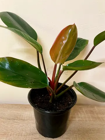 Philodendron Red congo