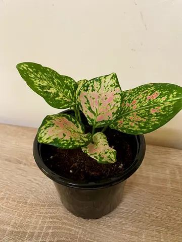 Aglaonema- small
