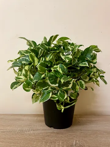 Njoy Pothos  (Bushier)