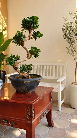 Beautiful S-Shaped Ficus Bonsai plant