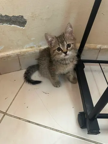 Free kitten for adoption