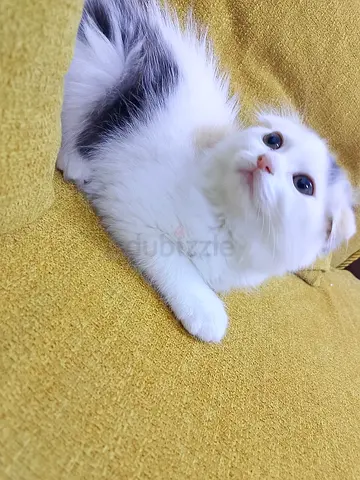 Gorgeous [70 Days] old Scottish Fold Female kitten friendly, playful personality