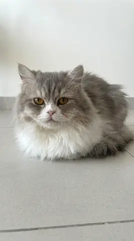 Persian-mixed, 8 months old kittens Adoption