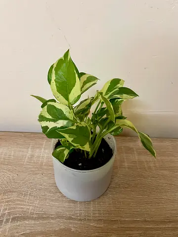 Pothos