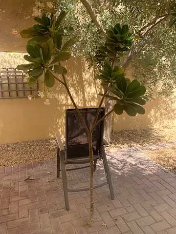 Plumeria Frangipani Large Branch 2m40cm