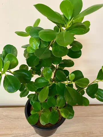 Ficus Microcarpa