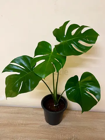 Monstera Deliciosa