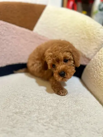 Adorable Toy Poodle Puppy - Small, Friendly, Vaccinated