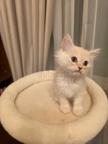 Cream tabby fluffy turkish Angora Male kitten - looking for a loving home 45 Days age