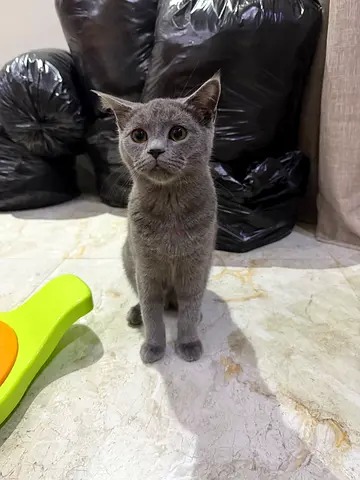 Friendly young gray cat available for adoption