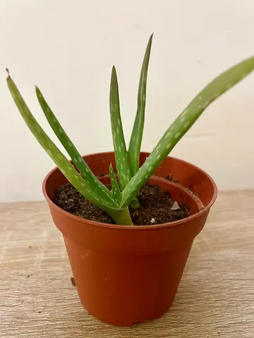 Aloe vera babies