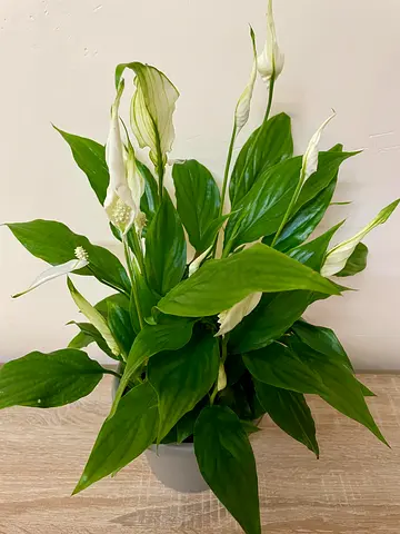 Peace lily
