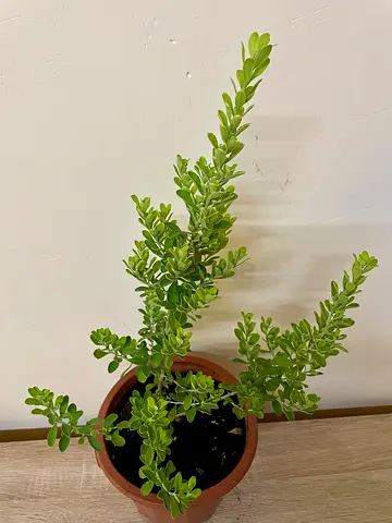 Texas sage