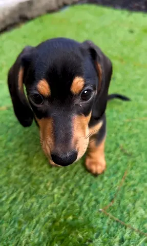 Dachshund puppy — friendly and healthy