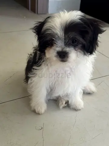 Young small mixed-breed puppy — friendly, house-trained
