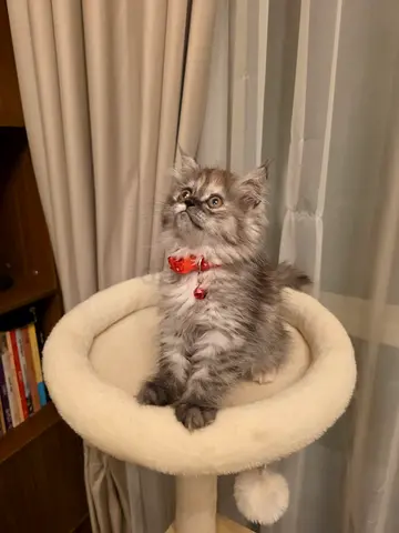 Extrodenry British long hair 55 Days female kitten friendly and playful