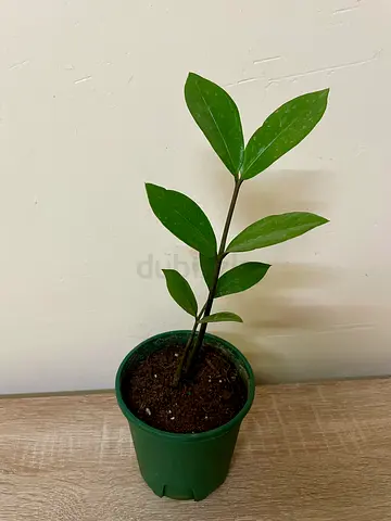 ZZ plant (small)