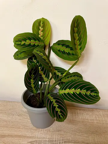 Marantha Prayer Plant