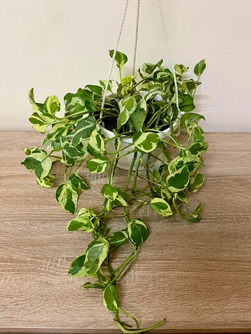 Njoy Pothos (hanging)