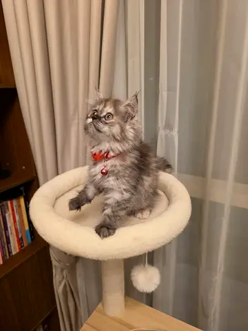 Extrodenry British long hair 55 Days female kitten friendly and playful