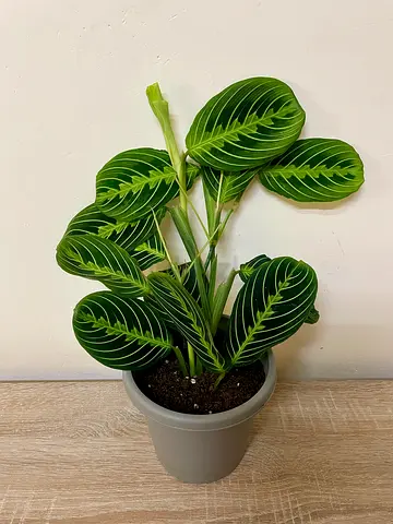 Marantha Lemon lime