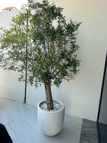 Tree olive outside