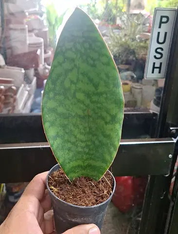 Live Whale Fin Snake Plant (Sansevieria Masoniana) | 30cm Potted Houseplant