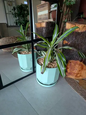 *QUICK SELL* Dracaena Indoor Plant + Mint Green Ceramic Pot + Gravel