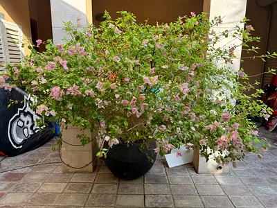 Flowers in pot